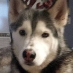 Meet your Posher, Carol